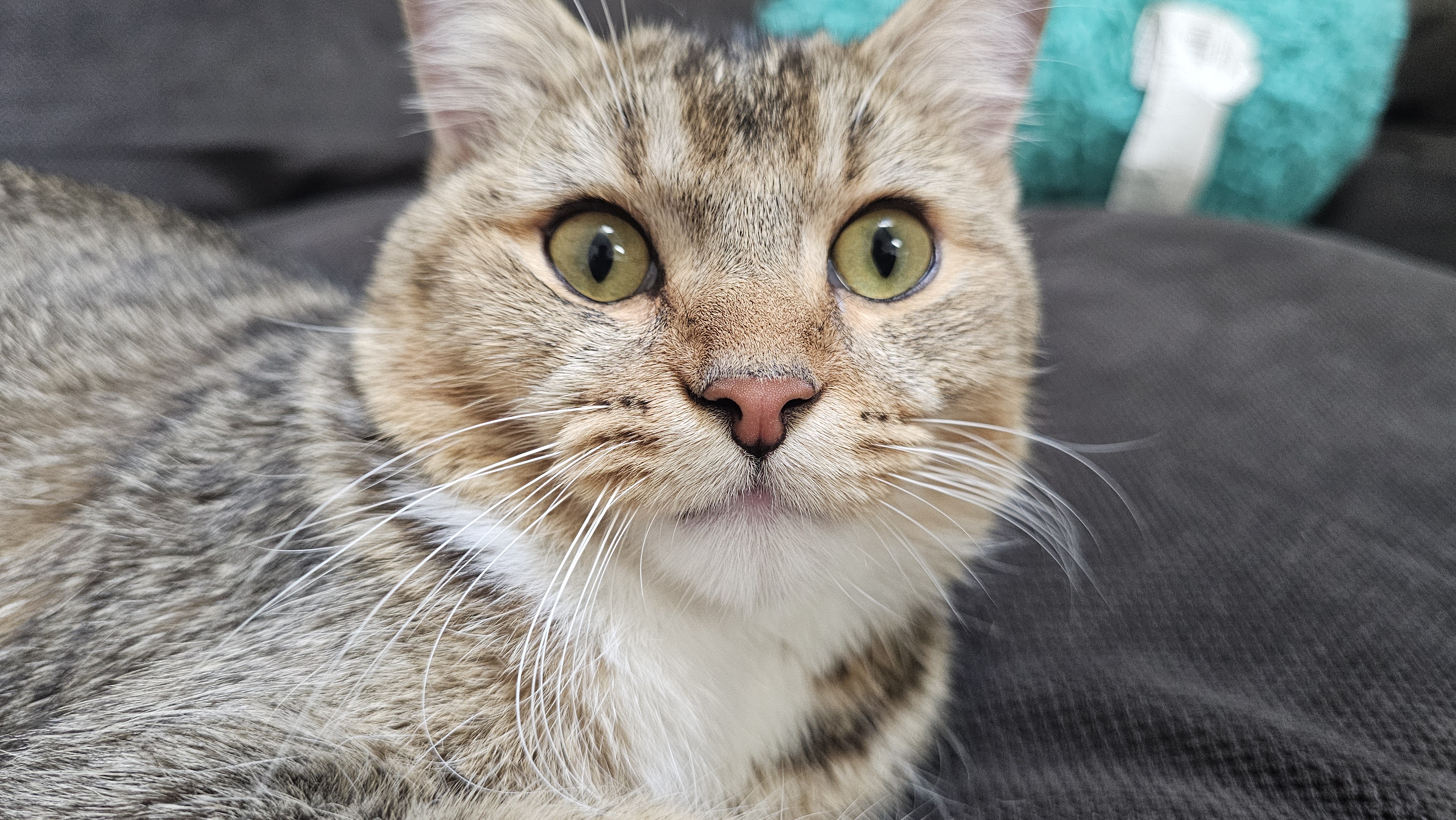 Butters Missing Cat