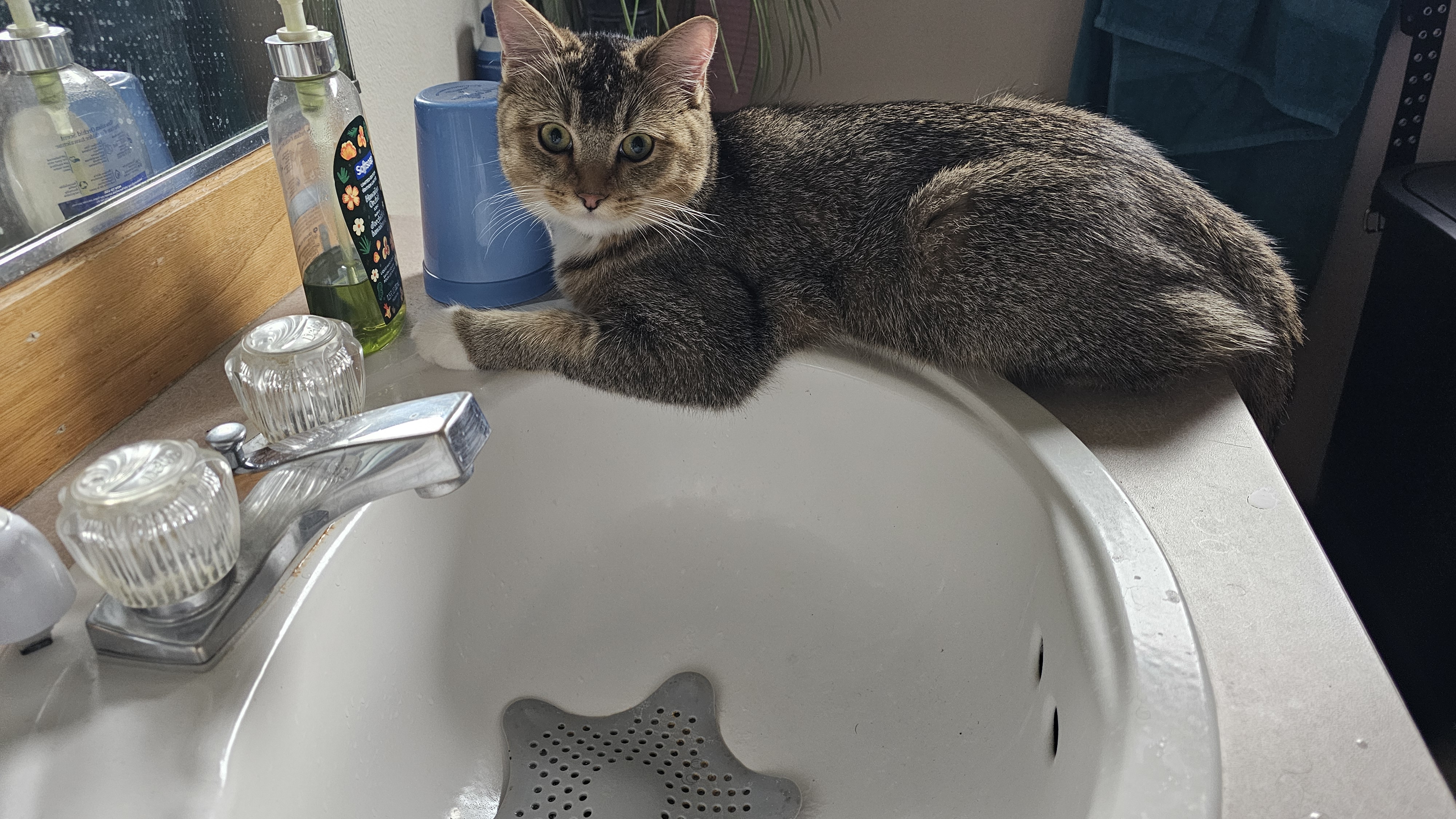 Butters on Sink